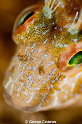 105mm 2x teleconverter and +10 dipoter
No crop by George Ordenes 